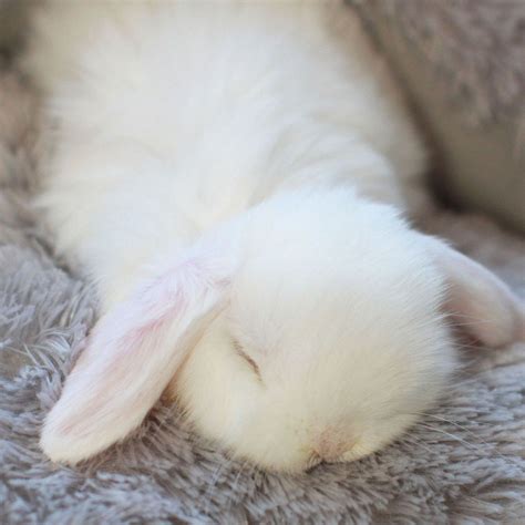 Happy rabbit #rabbitlovers | Sleeping bunny