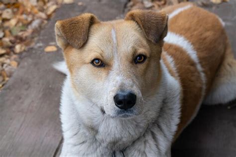 Premium Photo | Village dog closeup kind and intelligent look of a ...