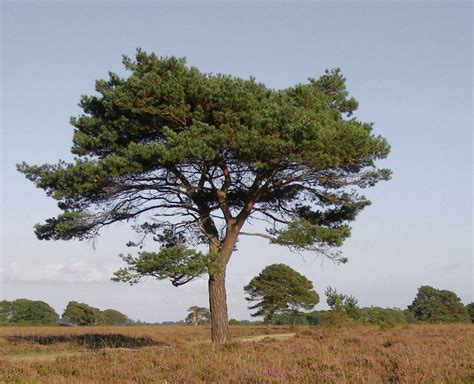 Gardening 101: Scots Pine Tree - Gardenista