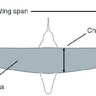 chord and wing span of bird wing | Download Scientific Diagram