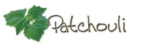 The Patchouli Plant - Wisdom Products