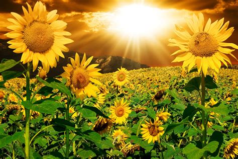 Download Summer Sunbeam Yellow Flower Field Flower Nature Sunflower 4k ...