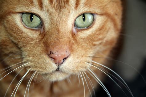 Orange Cat Face Free Stock Photo - Public Domain Pictures