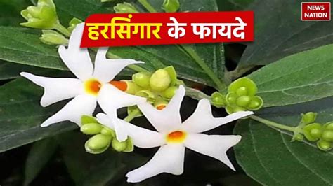 Harsingar Flower Benefits: हरसिंगार क्या है? जानें इस अद्भुत फूल के गुण और स्वास्थ्य लाभ! - News ...