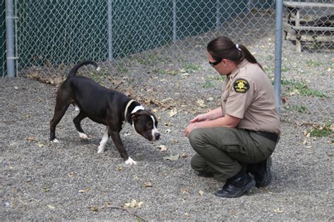 Less animals in Yolo County shelter amid pandemic – Daily Democrat