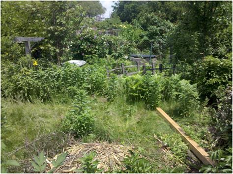 Clearing Out an Overgrown Garden - Hayzed Magazine