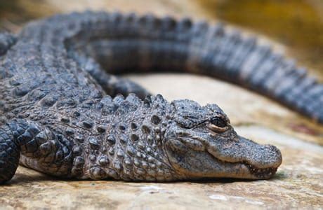 Chinese Alligator Facts | Anatomy, Diet, Habitat, Behavior - Animals Time