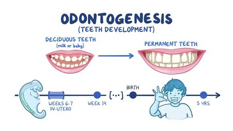 Development of the teeth: Video, Anatomy & Definition | Osmosis