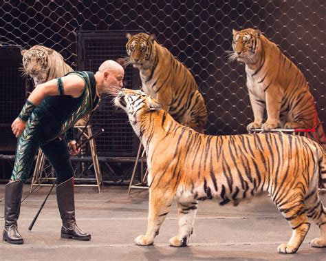 Ringling's circus tigers finally have a retirement home - The Washington Post