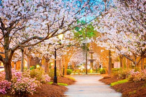 5 Best Spots In Georgia To Catch Cherry Blossoms In Full Bloom - Secret Atlanta