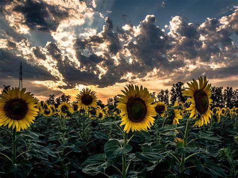 Sunflower, field, flower, sunset : : High Definition : Fullscreen HD wallpaper | Pxfuel