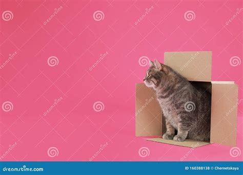 Cute Grey Tabby Cat Sitting in Cardboard Box on Background Stock Photo ...