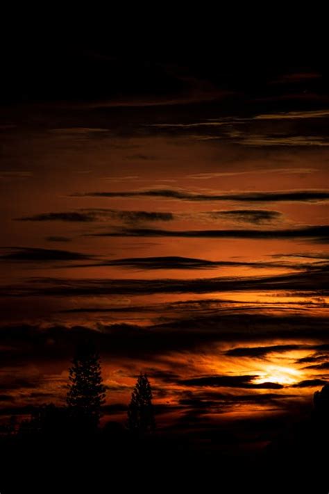 Silhouette of Trees During Sunset · Free Stock Photo