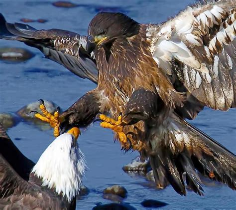 Golden Eagle versus Bald Eagle | Birds beautiful, Bald eagle, Eagle