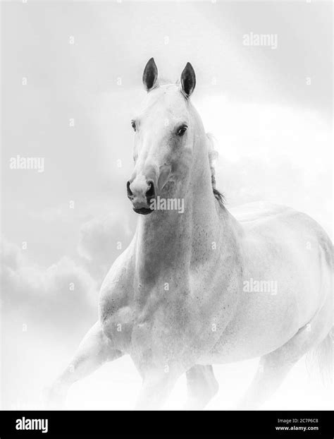 White stallion closeup running wild Stock Photo - Alamy