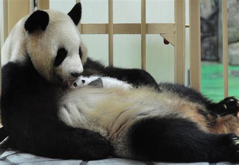 This baby panda needs a name, and Japan’s Wakayama Park wants you to help