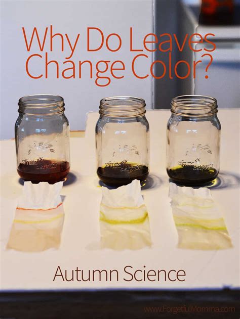 Why Do Leaves Change Color? Autumn Science - Forgetful Momma