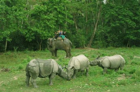 Koshi Tappu Wildlife Reserve Of Nepal - OMG Nepal