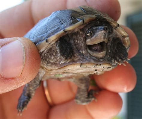 Common Musk Turtle | The Animal Facts | Appearance, Diet, Habitat