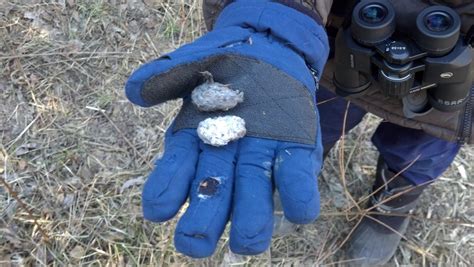 Owl Pellet Dissection & Discussion | Braddock Bay Raptor Research