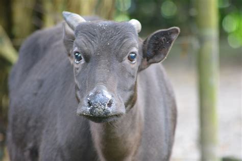 Anoa, Dwarf Buffalo, Bubalus depressicornis