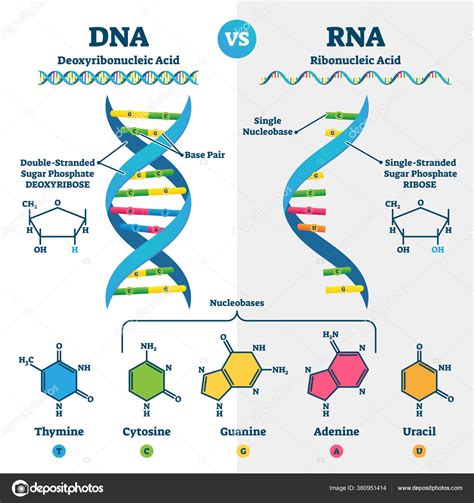 DNA vs RNA vector illustration. Educational genetic acid explanation scheme Stock Vector Image ...