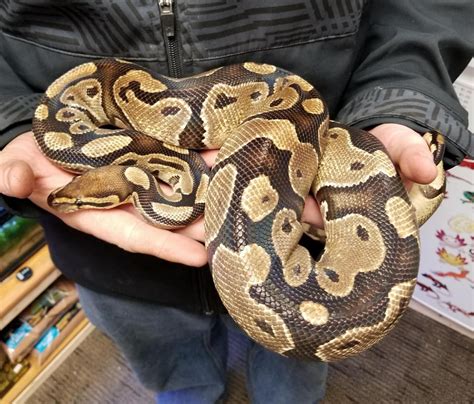 10 Things You Should Know Before You Get A Ball Python Ball Python Pet ...