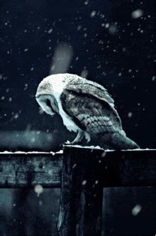 Sad Owl Owl GIF - Sad Owl Owl Transition - Discover & Share GIFs