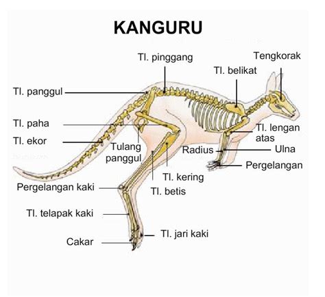 Contoh Hewan Mamalia Bertelur - Fontoh