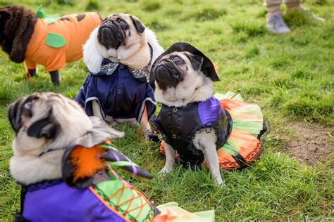 A Halloween Pug party in Barnham, West Sussex | | Bernadette Grueber ...