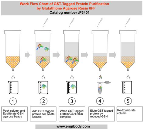 Glutathione Agarose Resin 6FF for GST-Tagged Protein Purification