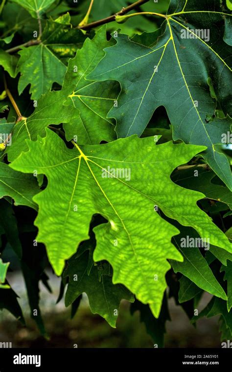 Chinar tree leaf, Dal Lake, Srinagar, Kashmir, India, Asia Stock Photo - Alamy