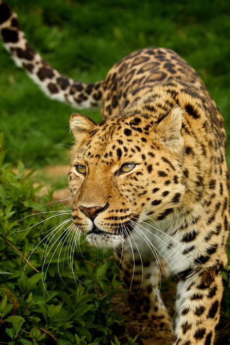 Big cats endangered species list | Exeter