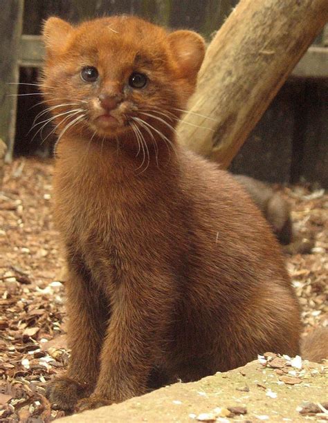 Rare Jaguarundi Kitten | Small wild cats, Beautiful cats, Wild cats