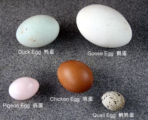 Pigeon Eggs - Cooking - eGullet Forums