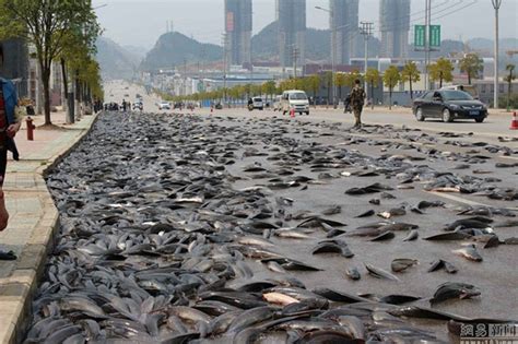 Talk to Kemi (TtK) : Manner Of Fishes Rain In Thailand