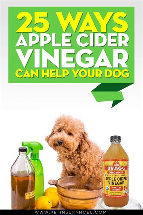 Apple Cider Vinegar Dog Treatments Apple cider vinegar, or… | Apple cider vinegar dogs, Dog ...