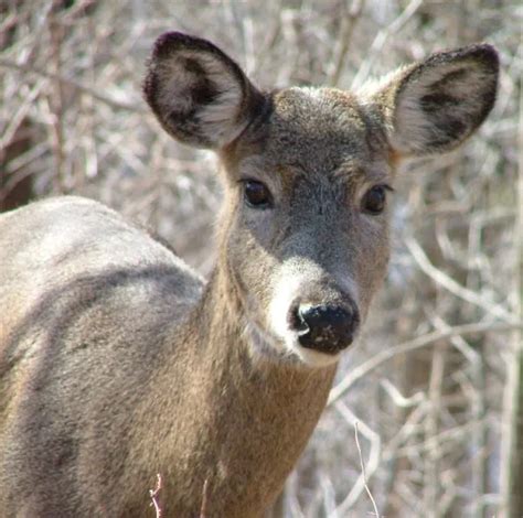 DEER-Dong-Ditch! Deer Pranks Georgia Cop on Ring Doorbell [VIDEO] | 105.7 WAPL | Wisconsin's ...