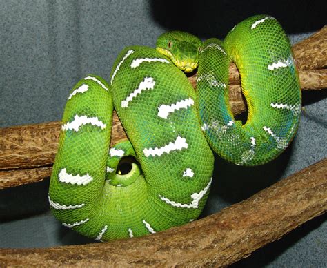 Emerald Tree Boa Facts and Pictures | Reptile Fact