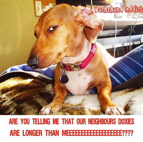 21 Dog Side Eye Meme That Will Make You Laugh