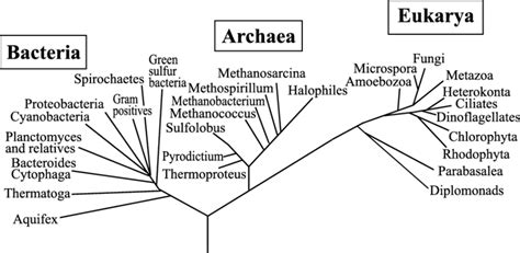 Archaea Family Tree