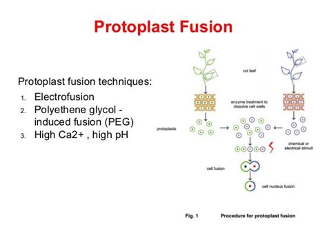 Protoplast Culture