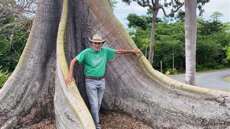 In the Garden with Dewey: The Kapok Tree (Ceiba pentandra) - YouTube