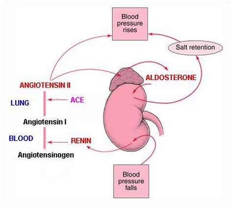 Pictures Of Aldosterone | Nurse, Nursing mnemonics, Nursing notes