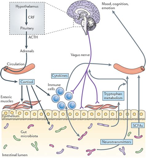 What is The Gut-Brain Axis? An Exploration of The Communication ...