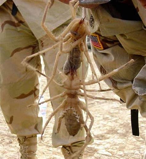 Giant Camel Spider How giant are these camel spiders? They can grow up ...