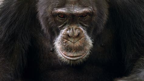 When You're an Alpha Chimp, Life Isn't a Barrel of Monkeys | Live Science