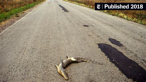 In Brazil, Animals Cross a Road of No Return - The New York Times