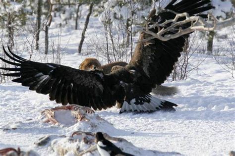 Katahdin's Shadow Outfitters - Eagle Attacking a Fox