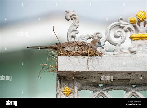 Thai zebra dove broods her eggs in her nest on a house gate frame Stock Photo - Alamy